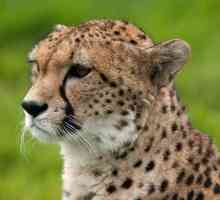 Najbrži životinja na svijetu. gepardi brzina je jednaka brzini vozila