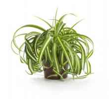 Najviše nepretenciozan kuća biljka - Chlorophytum. Homeland biljke
