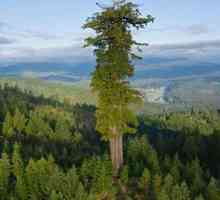 Najviša stabla na svijetu - džinovska Hyperion