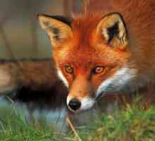 Najzanimljivije činjenice o lisica: staništa, hrane i stavove