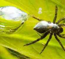 Najzanimljivije činjenice o paucima: opis, vrste i karakteristike