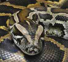 Najveći zmija: tiger python