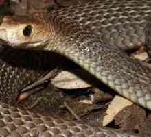 Najopasnija zmija u Australiji: fotografija i opis