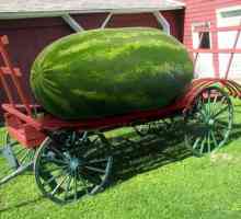 Najveći lubenica na svijetu će iznenaditi mnoge