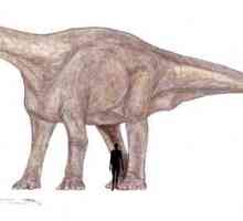 Najveći dinosaurus: bruhathkayosaurus ili ...