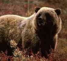Najveći medvjed danas - beli