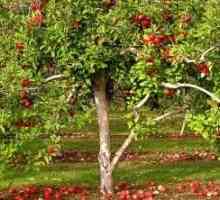 Gardening Secrets: umjetno gnojivo stabala jabuke u jesen