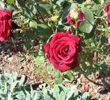 Sekryty gardening: presađivanje ruža u jesen