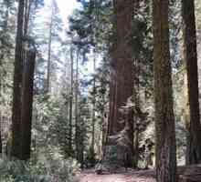 Sequoia - drvo, najviši na svijetu