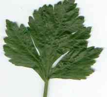 Celer list. Korisni svojstva biljaka