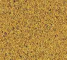 Sjemenki gorušice: opis industrijska razreda, koji se koriste u poljoprivredi, uzgoj