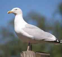 Herring Gull: opis, reprodukciju i zanimljivosti