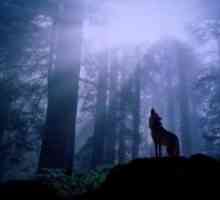Serije "Wolf Lake" - zamršeni spoj misticizma i romantiku