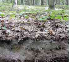 Siva šuma zemljišta: karakteristike, uvjeti formiranja, svojstva