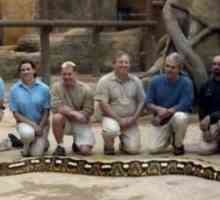 Mesh Python - najveća zmija na svijetu