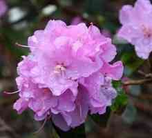 Sezonski održavanje: rododendron sklonište za zimu