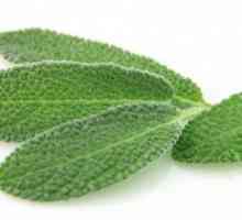 Salvia: terapeutska svojstva i primjena