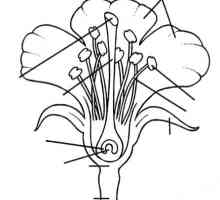 Krug struktura cvijet. Cvetovi su hermafrodit i episkopalan