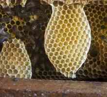 Velikodušnu dar prirode - med u saću. Je koristan proizvod je pčela?