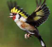 Goldfinch - Songbird
