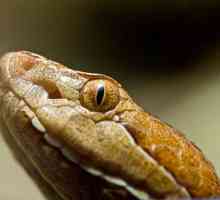 Copperhead zajedničko: staništa, navike zmija
