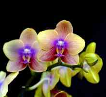 Elegantan orhideje. Kako da se brine za ove tropske cvijeće pravo u kući?