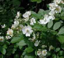 Rosehip bijela - cvijet trubadura poezija