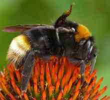Psithyrus - to je ... Koja je razlika psithyrus iz ovih pčela?