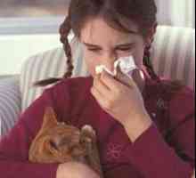 A simptom alergije na mačke i kako riješi to