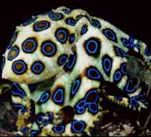 Blue-ovenčana hobotnice: opis vrste, stanište, razmnožavanje i održavanje akvarija