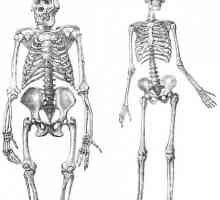 Kostur nižih osoba udova: struktura i funkcija