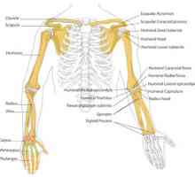 Kostur ljudske ruke: struktura. Ljudski kostur ruke