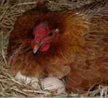 Koliko piletina sjedi na poljoprivrednike jaja i perad šta da radim kada sklon razmišljanju sjedi…