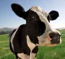 Koliko mlijeka krava daje dnevno - stopa i evidencija