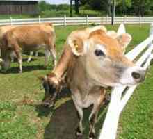 Koliko mlijeka krava daje dnevno, a što utiče na prinos mlijeka