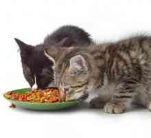 Koliko puta na dan hraniti mačka? Šta hraniti ljubimac mačka?