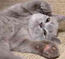 Koliko mačke prsti su normalni i koji mačke su polydactyl
