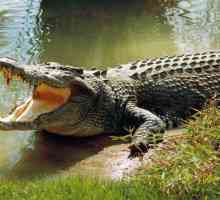 Koliko zubi krokodila? I ostale zanimljivosti