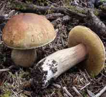 Kako kuhati gljive. Savjeti i trikovi za kuhanje jela od gljiva