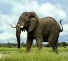 Koliko je težak slona? Skoro kao 4 ili 18 nosoroga zebre