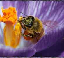 Koliko živi pčela, i zašto ovisi o trajanju života