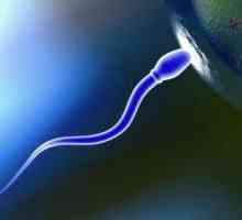 Koliko živi sperme u vagini i okolinu?