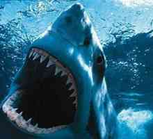 Koliko zubi morskog psa? Prebrojavanje ne može biti