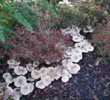 Lactifluus vellereus - gljiva raste u listopadnim šumarcima