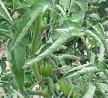 Curl lišće paradajza: glavni razlozi