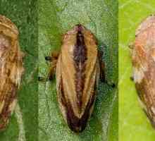 Slobbery spittlebug - štetočina čija larva gradi kuću noge