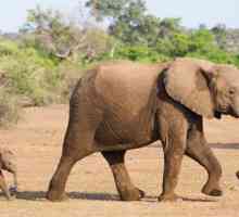 Slon - simbol šta? Vrijednost životinja u različitim zemljama i religija