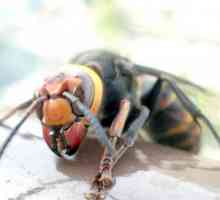 Deadly Japanski hornets