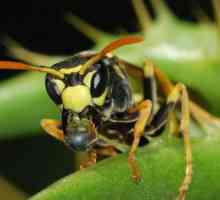 Deadly Japanski hornet - insekata plaši