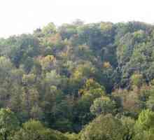 Mješoviti i listopadnim šumama. Klimatske mješovitih i listopadnim šumama